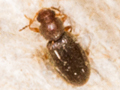 Atomaria nigrirostris